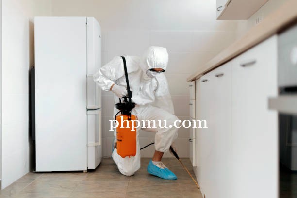 Tips Efektif Mencegah Rayap Merusak Struktur Bangunan Anda